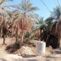 مكلف بالنشر  طريق الشيباني خلف المعهد شارع بغداد ارض زراعي موقع حلو كا...