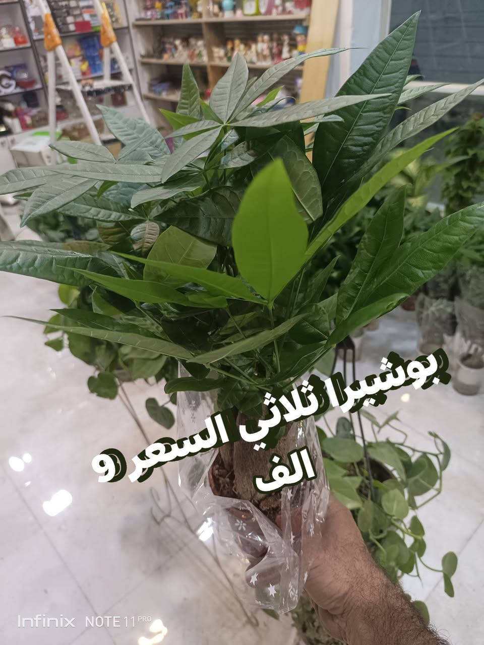 الانبار الرمادي العزيزية من جهة شارع العام  شارع ميسلون اول فرع على اليمين محل داخل الفرع  *********** ... يوجد توصيل داخل الرمادي. @الجميع
