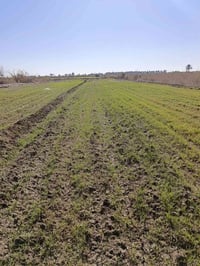 ٦ دوانم • طابو زراعي سند٢٥ • كربلاء طويريج