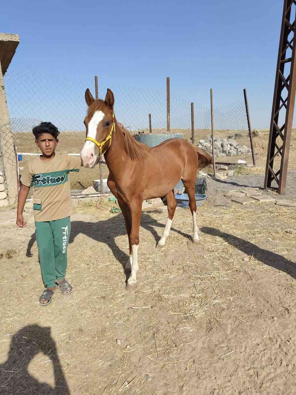 السلام عليكم فلو عمره 8 شهر خالي من كل عيب سعرو حيل مناسب 900الف وبي مجال حك جيه المكان الموصل ناحية حمام العليل معروف ام واب


**إذا كنت صاحب هذا الإعلان وتريد حذفه لأي سبب، رجاءا أرسل رسالة إلى الدعم الفني**