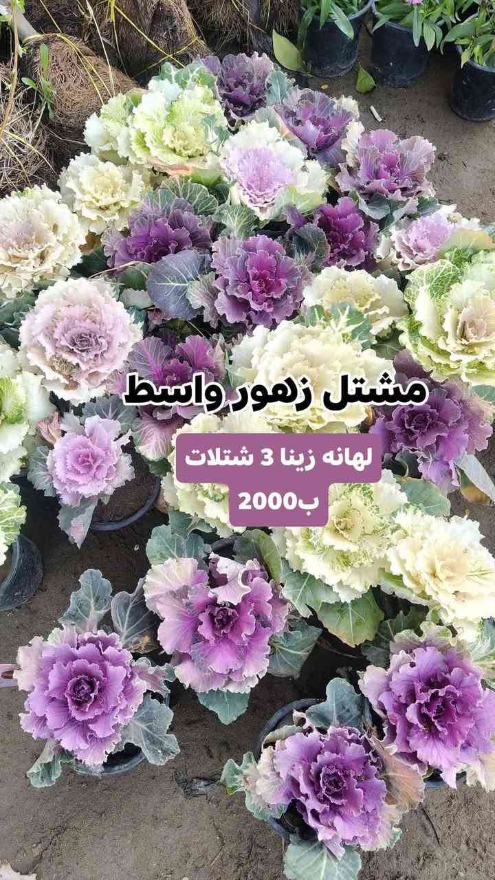 كل ٣ شتلات ب 5000 واكو ب3 ب2000
الشتلات كلهن دائمي صيف وشتاء وتكدر تختار من كل نوع وحده عادي  

يفتح المشتل طيله ايام الاسبوع من الساعه 8:00 صباحا والى الساعه 10:00 ليلآ
#مشتل_زهور_واسط العنوان كوت فلكه الحاوي شارع مجمع دمشق الطبي مقابل ابتدائية الكوت للتعليم الأساسي #يوجد_توصيل_داخل_الكوت
*********** لطلب والاستفسار واتساب  او مراسله الصفحه الشخصيه بلال الواسطي🌹😊
