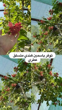 مشتل ابو علي • ورود • سلمان باك