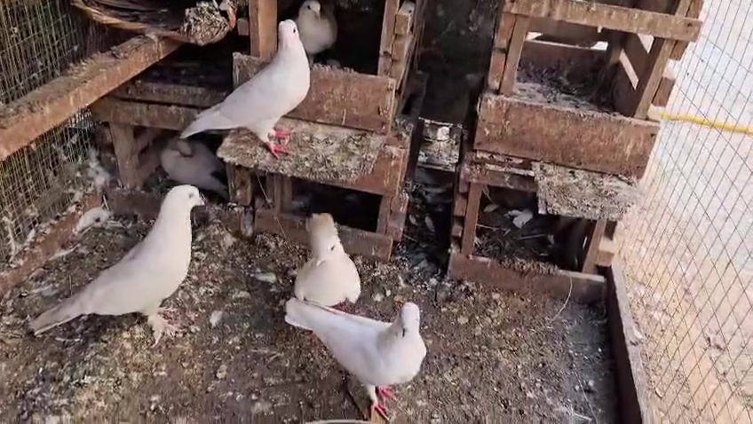 السلام عليكم 
طيور للبيع فضيات  وزاوجل بيض وشعل عددهن 44طير للبيع شلعه ومفرد  للتواصل خاص او الرقم  ***********
