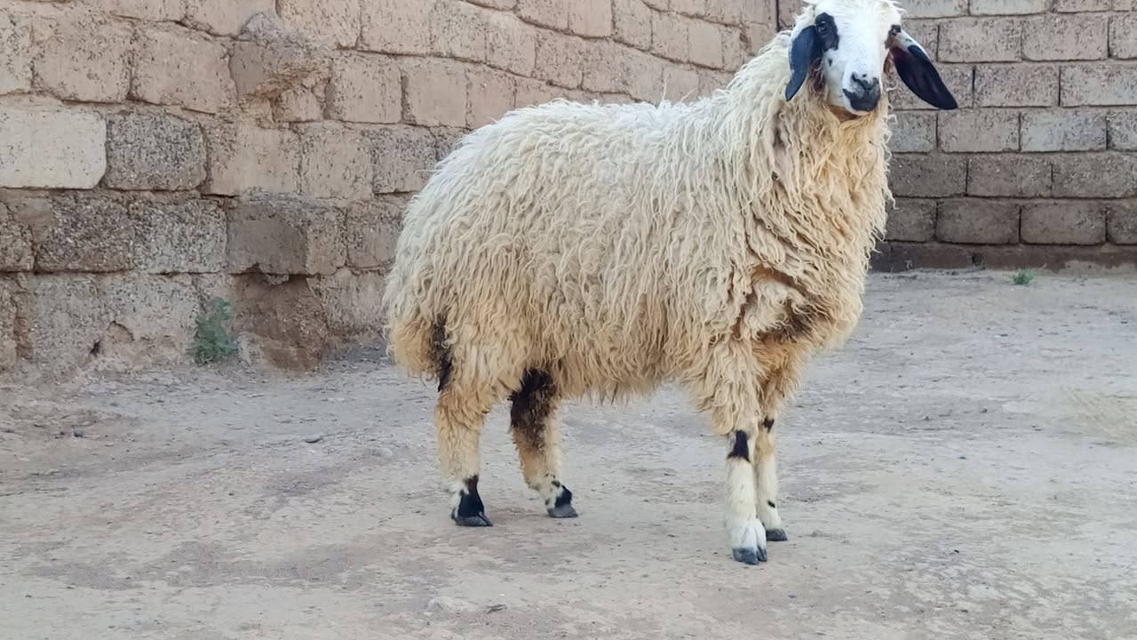 درجه بكمه خشنه وحالها فول 
مكفوله من كل عيب 
مكاني شرقاط قريه شكراً 
***********
