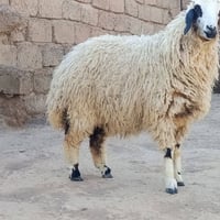 درجة • مكفولة • شرقاط