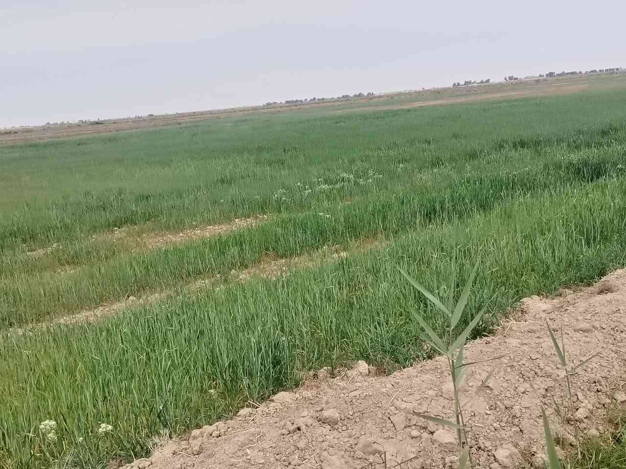 شروه للبيع المساحه ٤٠ دونم
طريق سيد أحمد
الساده ال مير اتصل وتدلل
***********
