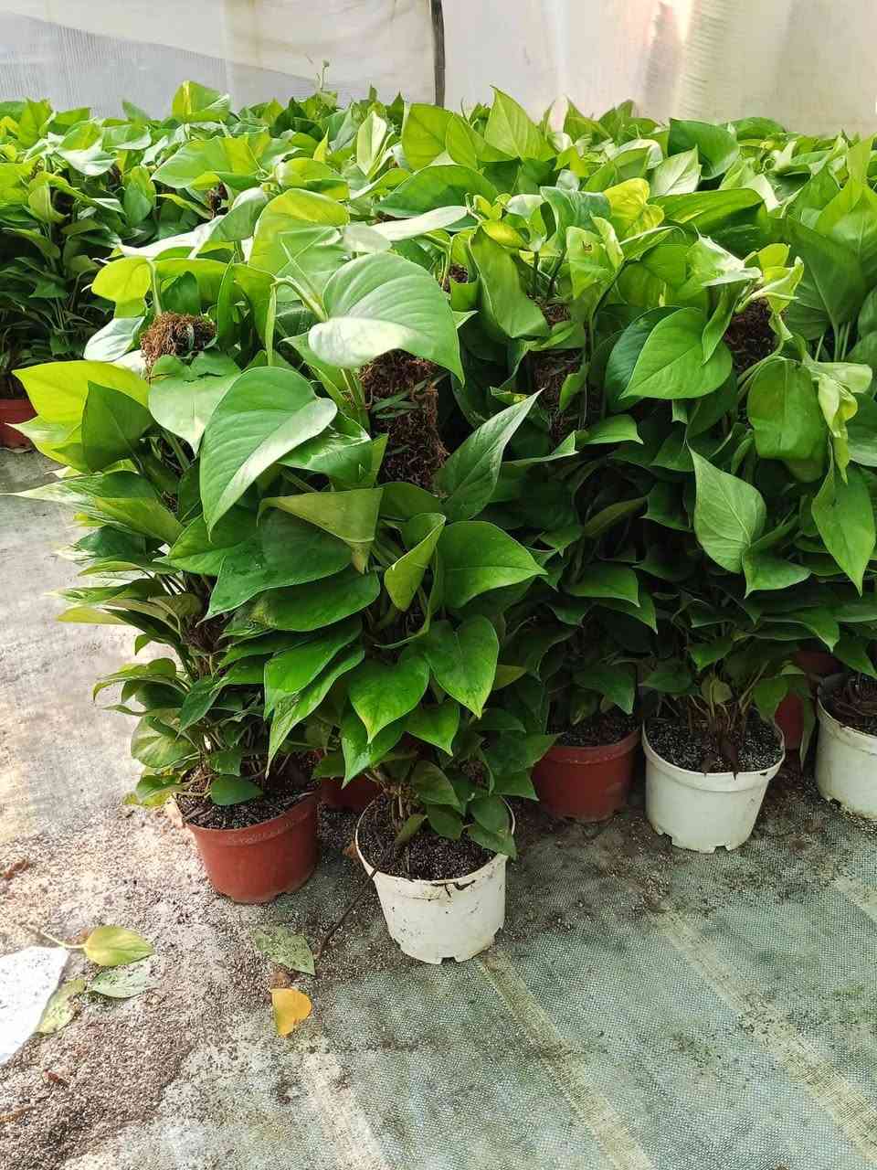 ياالله ...
#معرض_زهره_الگاردينيا 🌿💚

"🌿💚 نباتات ظلية مُستوردة 🌸

- أنواع فاخرة ومُختارة بعناية
- جودة عالية وضمان استمرار النمو
- توصيل سريع لجميع المحافظات

مستلزمات النباتات توفرت كلها يمنا ✨
(برلايت/بيتموس/احجار الليكا/مجذر/مقوي / احجار ملونة/سماد  )
 انواع السنادين بلاستك وسيراميك ☘️✨
العنوان // بغداد سبع ابكار 
التوصيل// متوفر لكل المحافظات  

للحجز والاستفسار، راسلونا على الصفحة 📲💬

أسعارنا تنافسية وخدمتنا مميزة 🌟 
 معرض زهره الگاردينيا  - وين ما تحتاجون النبات، احنا بخدمتكم  🌿💕

#مشتل_ومعرض_زهره_الگاردينيا #نباتات_ظلية #مستوردة #بيع #العراق" #اكسبلور #نباتات
#نباتات_منزلية #مشتل #ازهار #ورود #ورد_طبيعي


**إذا كنت صاحب هذا الإعلان وتريد حذفه لأي سبب، رجاءا أرسل رسالة إلى الدعم الفني**