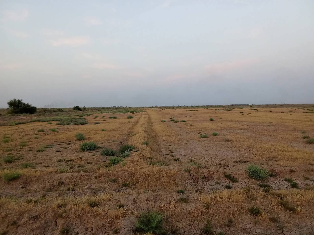كاع البيع في تاجي ذراع دجله منطقه الشيخ عامر  ستفسار علا رقم ‏‪***********,‬‏
