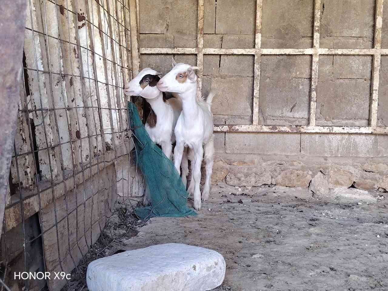 بسم الله تبارك الرحمن
اخوان متاح زوج جدايه غزلانيات قطريات مالاات ربط حيل حلوات ونضيفات وعدلات بعدهن ع لحليب بس كبار ياكلن سعر زوج فقط335  مكاني الانبار  حديثه ***********.وحياكم الله
