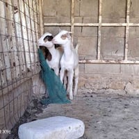 جدايه • ماعز للبيع • ماعز قطري • جدايه غزلانيه • ماعز غزلاني • جدايه ل...