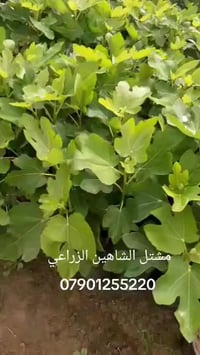 🌿📢 إعلان مميز من مشتل الشاهين الزراعي 📢🌿  متوفر الآن لدينا شتلات التين...