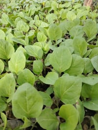 يوجد شتل للبيع ( طماطه + بيذنجان أسود واخضر + وباميه +) 07503484042 + ...