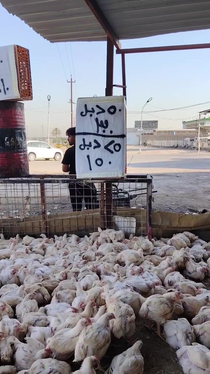 علاء نشأت عمران 
سعر الكيلو 2750
10دجاجات خشن ب60
10دجاجات خشن دبل65
25دجاجه دبل ب150
50دجاجه دبل ب300
80دجاجه خشنه دبل ب500الف
ذبح وتنظيف مجاني مجاني 
مستعدون لتجهيز كافه المناسبات والمطاعم باسعار مناسبة وتوجد عروض خاص للمناسبات *********** ***********
#بغداد #اليوسفية
#المحموديه_مدينتي
#لسناالوحيدون ولكننا الأفضل
