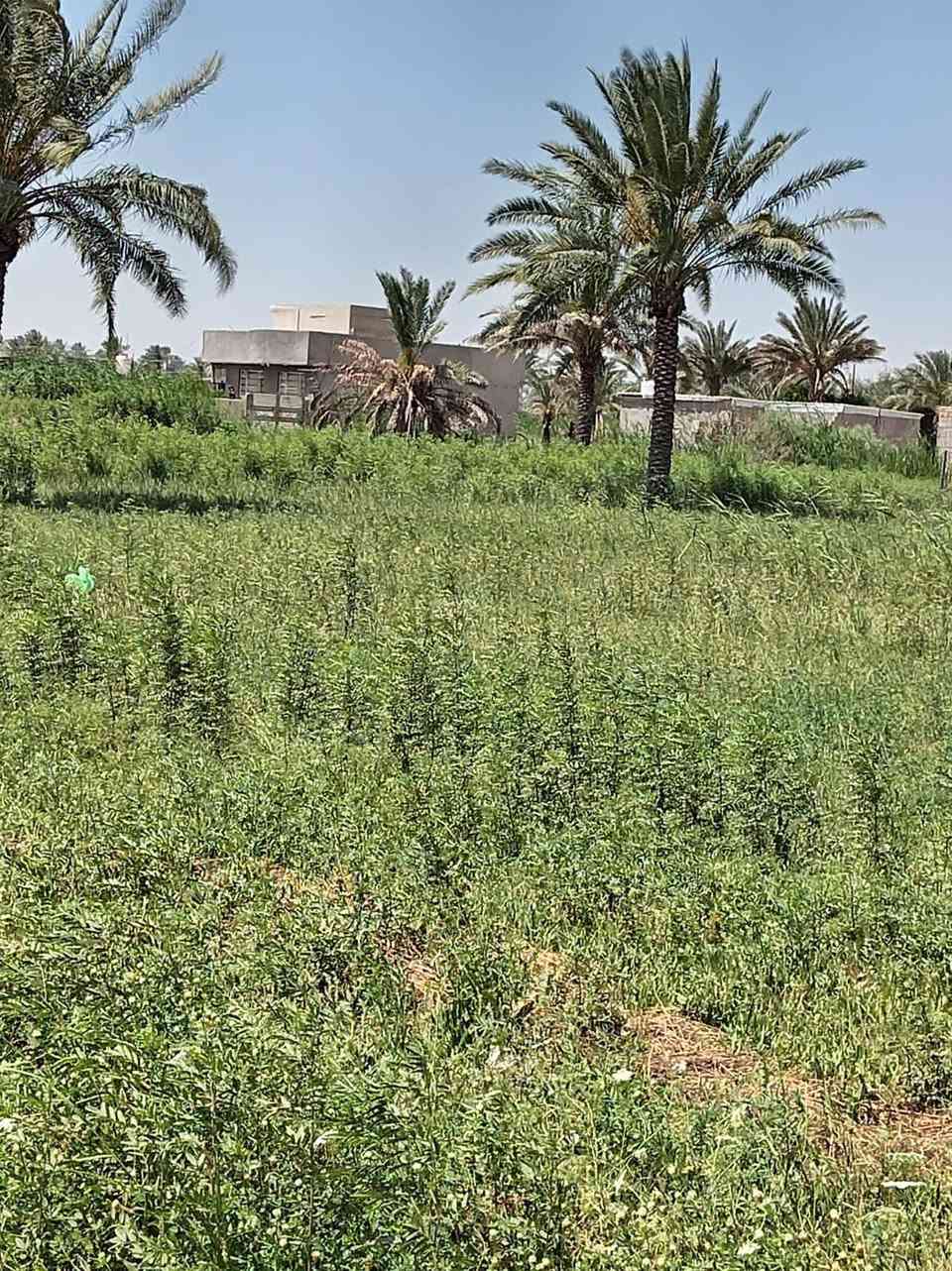 قطعه ارض زراعيه طابو سند 25
المساحه دونم واحد (الواجهة 40.5والنزال 62)
العنوان /خلف مرقد سيد سهل (ع)
السعر 65 وقابل للتفاوض 
غير متواجد على النت 
للمعلومات والاستفسار الاتصال على الرقم 
***********
ملاحظه 
الارض( تصلح للسكن او استغلالها لإنشاء مزرعه ترفيهيه )
