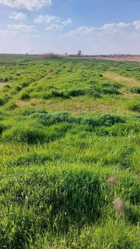 ارض للبيع طابو صرف قريبه عشارع العام كهرباء وماء متوفر المساحه ٥ دوانم...