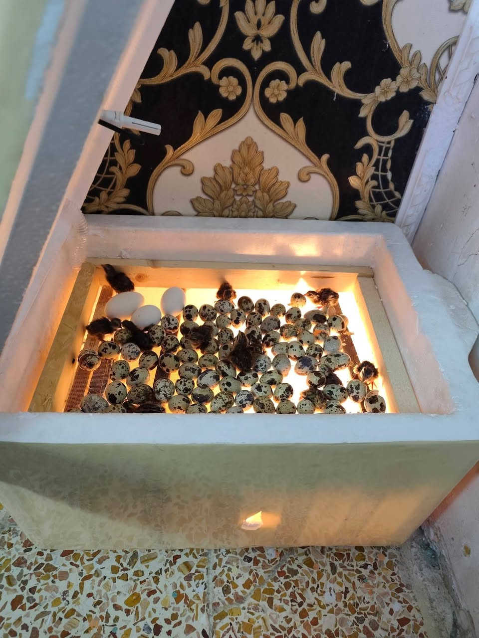 فقاسه فلين حراره ورطوبه اتمتيك تقليب يدوي مرتين بل يوم فقاسه مستخدمه اكثر من وجبه


**إذا كنت صاحب هذا الإعلان وتريد حذفه لأي سبب، رجاءا أرسل رسالة إلى الدعم الفني**