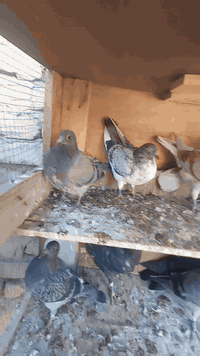 من رخصت مدير القروب فرخات زواجل للبيع ٨ازواج الزوج١٥الف محلقات الرقم ***********
