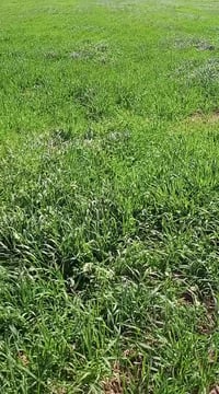 دوانم • شارع الدوانم • شركة كلاسيك