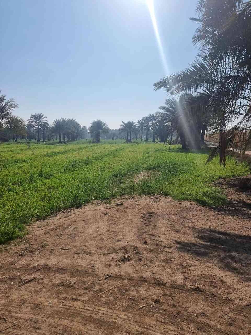 اعلان رقم ⚪🔴 29 🔴⚪ 

#ارض زراعة للبيع 
#المساحة 126 دونم 
#طابو_زراعي #سند_25 

#تحتوي على 700 نخلة 
#تحتوي على مشروع خاص من النهر 
#تحتوي على مضخات ماء  
#قريبة على الشط 
#الارض_مستصلحة_زراعياً 
#مزروعة مخضر حالياً 
#الارض على التبليط من جهتين 
( تبليط يقسم الارض نصفين)  
#واجهة من كل جهة 300 متر 
#ماء و #كهرباء و #خدمات متوفر 
#تبعد عن #طريق_كوت_بغداد 2 كيلو 
#لها طريقين  

#العنوان #محافضة_واسط #قضاء_العزيزية منطقة الگطنية 

#سعر_الدونم  45 مليون وقابل للتفاوض 

للاستفسار اكثر مراسلة الصفحة الرائد للاستثمار العقاري  
او الاتصال على الارقام 

*********** احـمـد العباسي 
*********** مؤمل احسان 

 متابعة للبيج وعمل لايك للاطلاع ع افضل وانسب العروض المناسبة لكم دائماً 
  
       "الرائد ثقتكم الدائمة واستثماركم الناجح "

                  " مع الرائد نحو الريادة "
