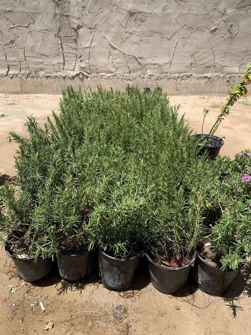 توفر اكليل الجبل سعر سندانه بالف 1000


**إذا كنت صاحب هذا الإعلان وتريد حذفه لأي سبب، رجاءا أرسل رسالة إلى الدعم الفني**