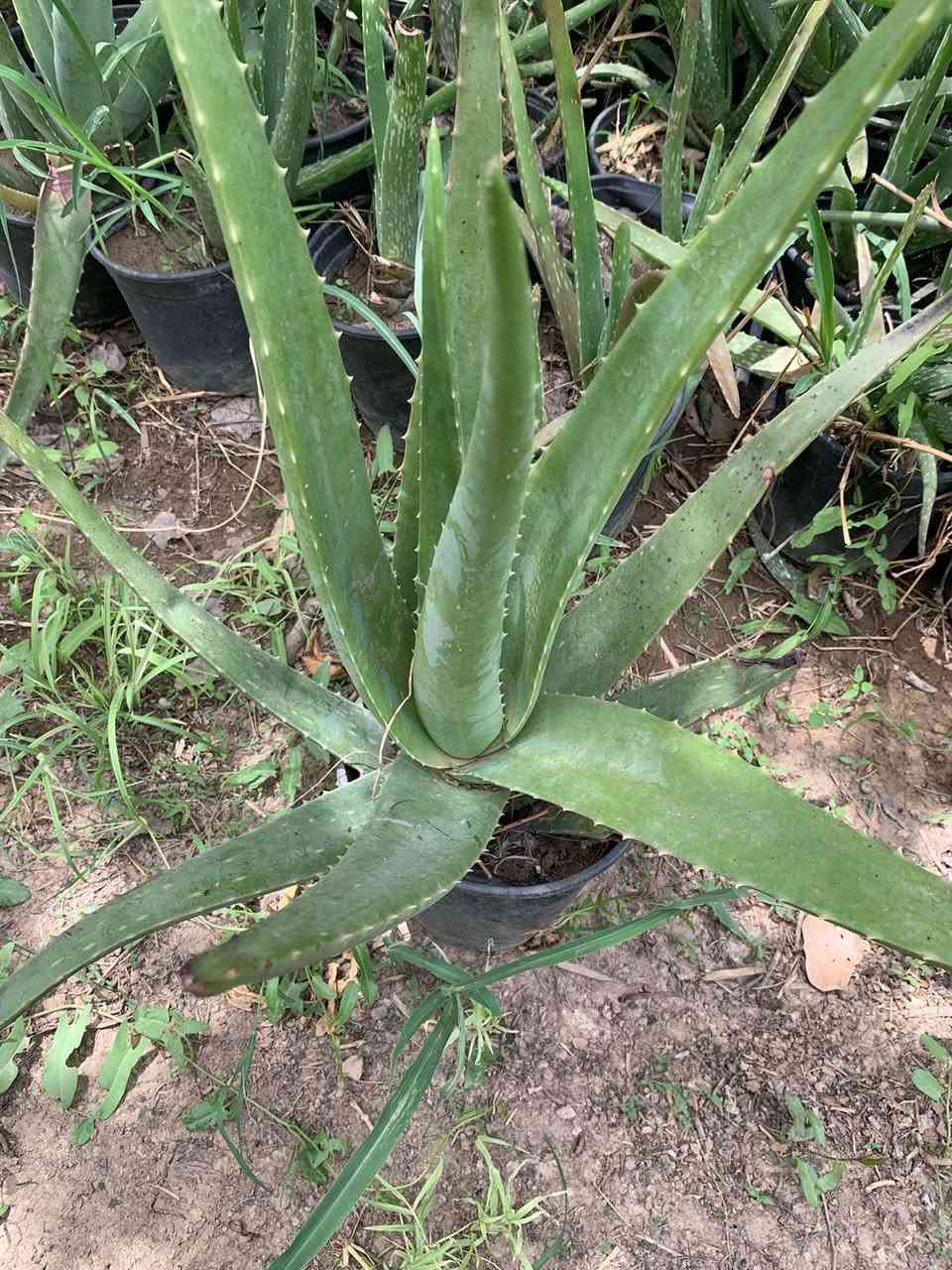 الالوفيرا خشنه سندان كبير لبيع جمله مفرد . السعر ٤الف
لطلب والاستفسار المراسله خاص مشتل الشيخ يوجد توصيل داخل بغداد لطلب محافظات


**إذا كنت صاحب هذا الإعلان وتريد حذفه لأي سبب، رجاءا أرسل رسالة إلى الدعم الفني**