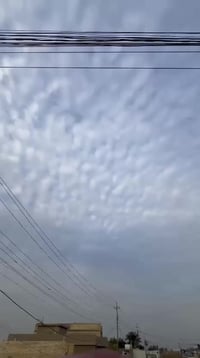 عشرين لبيع اوروق اورق التكتك  حلو كلش احله من الصور التكتك اورق اصليه ...