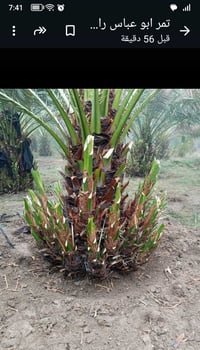 ابيعلك من البستان مباشر شرط الضمان تريد شلع اومجذر بالسندان موجود برحي...