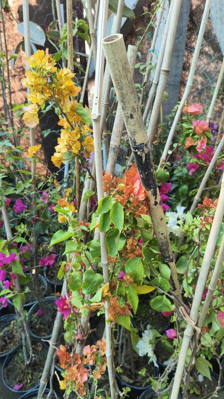 اللهم صلي على محمد وال محمد ❤️


**إذا كنت صاحب هذا الإعلان وتريد حذفه لأي سبب، رجاءا أرسل رسالة إلى الدعم الفني**