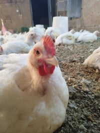 دجاج للبيع • دجاج حي • دجاج بلدي • مزرعة دواجن • حقل دواجن • دواجن • د...