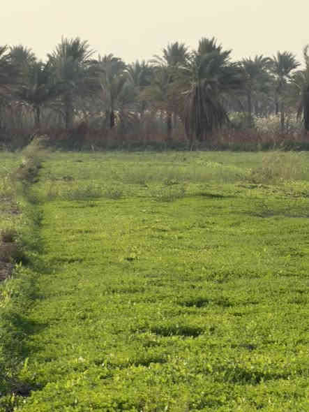 السلام عليكم (2دونمين) للبيع في بغداد الراشدية)تبعد عن هاذة الشارع الرئيسي كيلو وانص  (ماء+كهرباء+تبليط)(سند25) تحويل بسم المشتري السند بأسم شخص واحد يتحول بأسم  المشتري)(السعر الدونم75بيةً مجال) (اليحب يتصل على هذا الرقم )(***********)(ملاحضة::
السعر بلاش75 مليون للدونم الواحد، بينما بنفس المنطقة يبيعون الدونم بـ 150(ملاحضة روح اسئل على المنطقة شوف السعر  كلة125 -150 يوصل ال200دونمً الواحد ابس يامي 69بية مجال)
