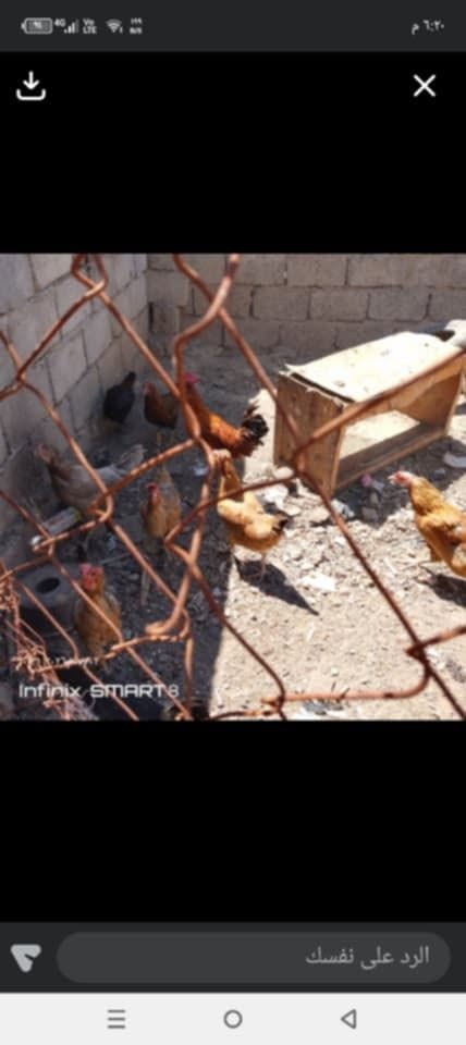 بياض شرط وخشنات
كل اثنين 25
كذلك متوفر ديوك.دجاج وسط 
كل اثنين 25
كذلك متوفر دجاجة گاعدة كرك بدون بيض


**إذا كنت صاحب هذا الإعلان وتريد حذفه لأي سبب، رجاءا أرسل رسالة إلى الدعم الفني**