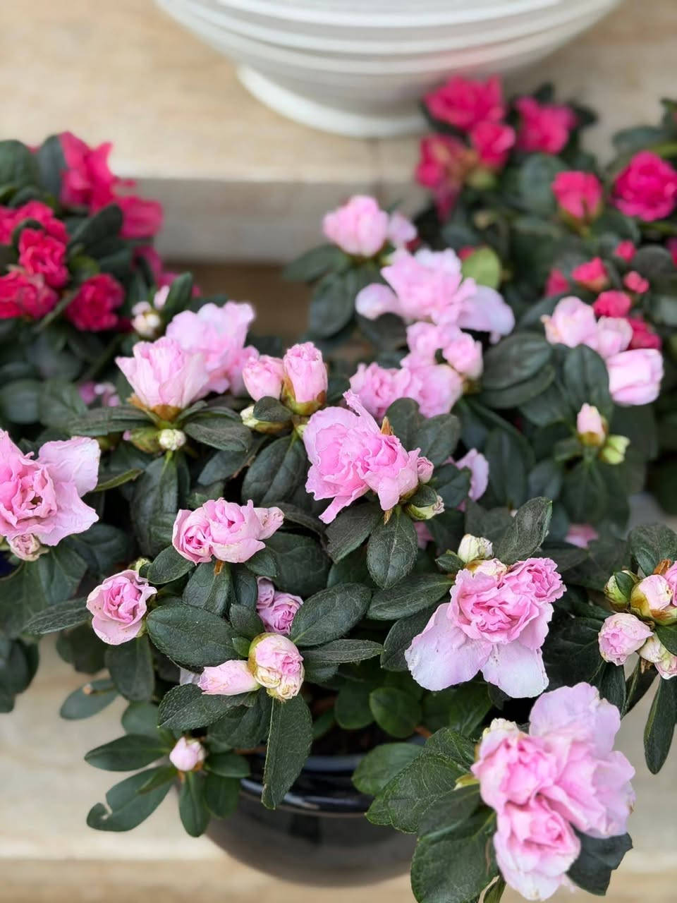 🌸 الأزاليا
نبتة زهرية بألوان جميلة 🌷
تحب الضوء غير المباشر، ري منتظم بدون تغريق، وجو معتدل.
مع العناية الصح، تزهر وتعطي شكل يفتح النفس 
✨


**إذا كنت صاحب هذا الإعلان وتريد حذفه لأي سبب، رجاءا أرسل رسالة إلى الدعم الفني**