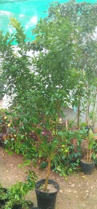 أشجار مثمرة • نفضيات وحمضيات • خانقين