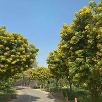 أكاسيا 💛✅ مصري اصفر     مزهرة ورد حجم ممتاز   الإرتفاع  متر ونص مزهر  ...