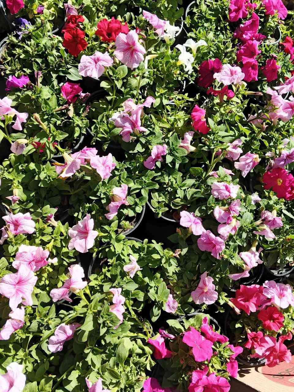 يتوفر بتونيا حجم كبير الوان حلوه 
***********
