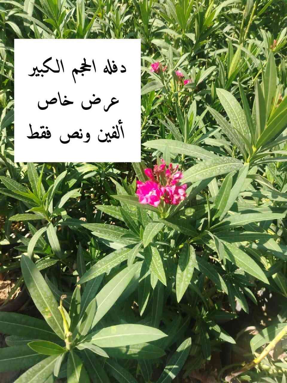 #ليس_الفخر_ان_تبيع_ل_٥٠_زبون🥰
                                 #بل_الفخر_ان_يعود_الزبون_٥٠_مره😍

#العنوان

الانبار / الرمادي / قرب مدخل شارع خاشع من جهة المدارس مقابل جامع هارون الرشيد

#للحجز_والاستفسار_مراسلة_موظفة_التجهيز *********** واتس اب حصرا
