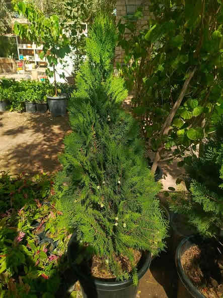 للحجز والاستفسار واتساب‏‪***********‬‏
يوجد توصيل داخل النجف والكوفه
