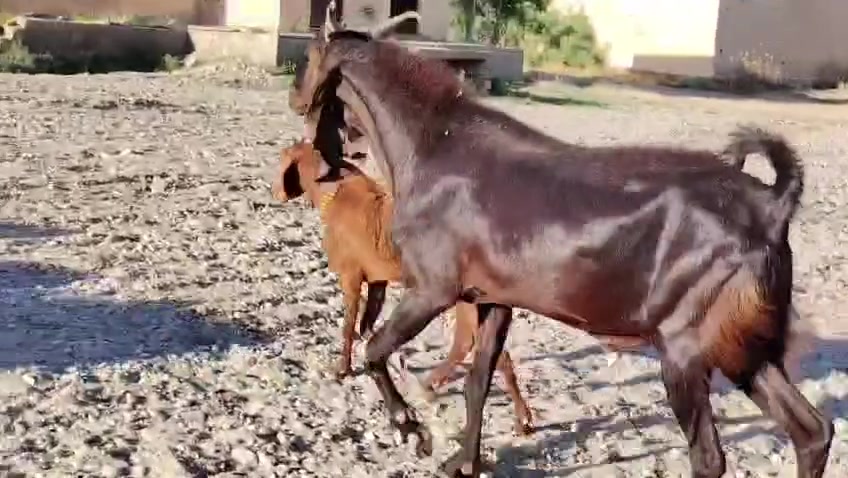 من رخصت الأدمن المحترم
اخوان للبيع فحل افغاني عملاق ماشاء الله شرط النصاحه وشرط الفحوليه علئ كل عيب وين اليدور جنيئ المكان صلاح الدين بيجي للاتصال *********** /***********
