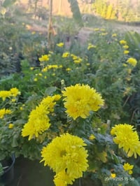 داوودي • مشتل الحساوية • مناسب للشمس