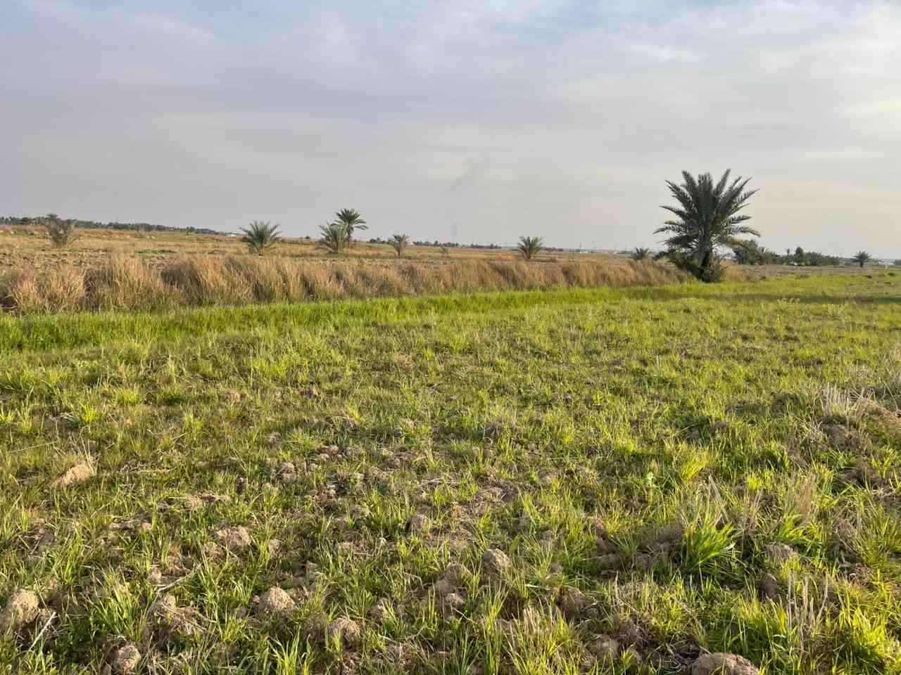 قطعة أرض للبيع....
طابو زراعي سند ٢٥ تحويل مباشر
الموقع الرمادي ناحية اليرموك تقع مابين مزرعة شيخ إحسان
والعرب قريبة من جميع الخدمات 
المساحة أربع دونم تباع حسب الطلب دونم او دونمين ثلاثة
الأرض صالحة للزراعة او اي مشروع استثماري
للسعر والاستفسار أكثر اتصال على الأرقام التالية
*********** واتساب
*********** واتساب
او مراسلة الصفحة في اي وقت نعتذر عن التأخير عن الرد في بعض الأحيان
نستقبل جميع العروض العقارية في مدينة الرمادي
ابو احمد
