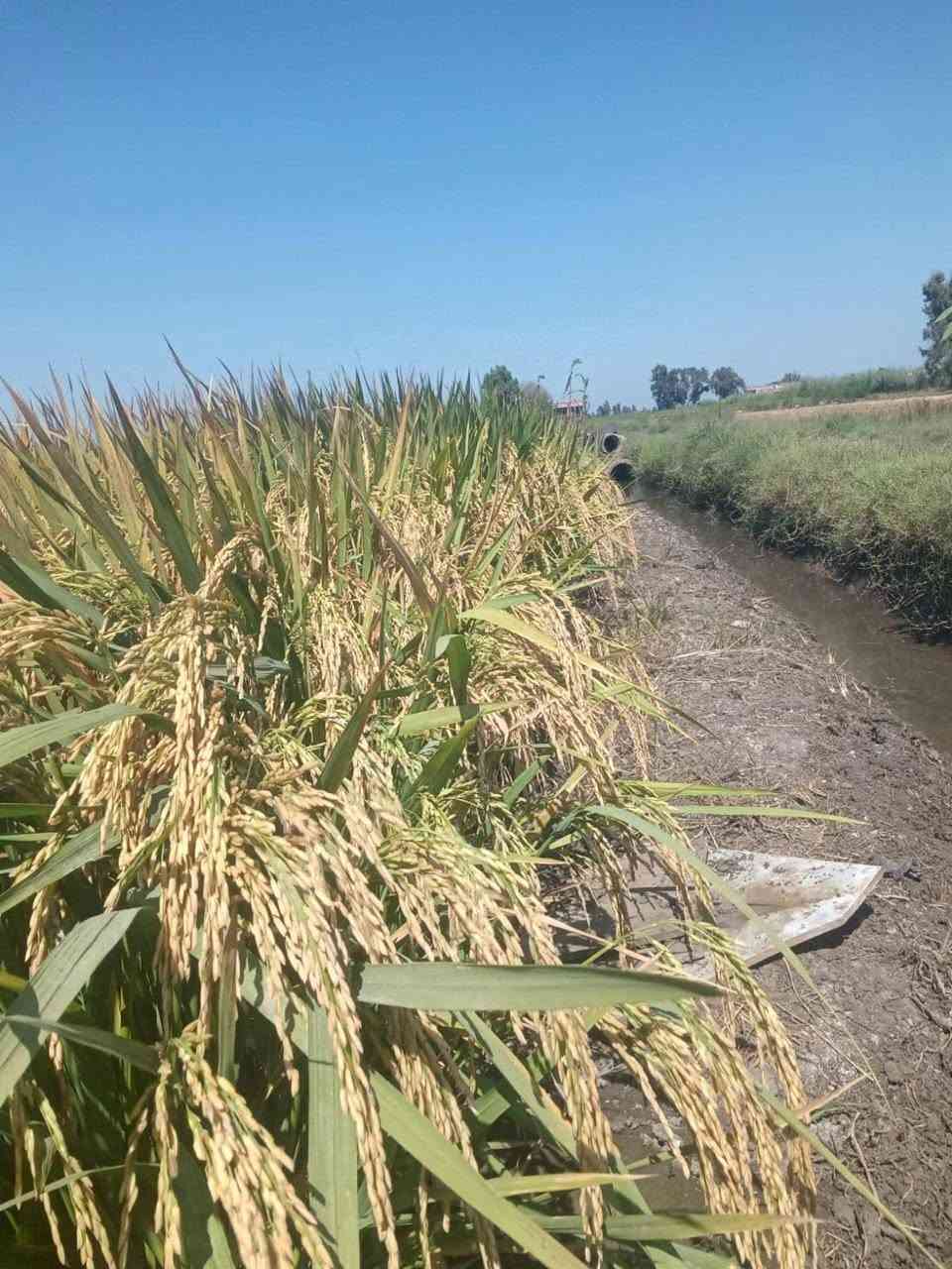 :
على بركة الله تم وصول الوجبة الثانية من بذور الشلب الياسمين المهجن، وبأنسب الأسعار، شرط التخضير وشرط النظافة. ***********

