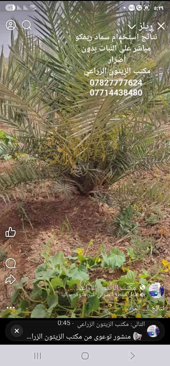 مكتب الزيتون الزراعي – بإدارة المهندس جمال السامرائي
واســط / قضاء الزبيديــة

 سماد "ريفكو"  سعر الطن ١٦٠ الف مطروح بالزبيدية 
سماد دواجن  معقم مبستر خالي من الفطريات و البكتريا وبذور الادغال 

فوائد سماد ريفكو:

ينشّط التربة ويزيد من نسبة الأوكسجين الضروري لجذور النبات.

يُغذي النبات بالعناصر الكبرى (NPK) بشكل طبيعي ومتوازن.

يحسّن قدرة التربة على الاحتفاظ بالرطوبة، ويقلل من تكرار الري.

ينشّط الكائنات الحية الدقيقة النافعة، ويعيد الحيوية البيولوجية للتربة.

يرفع خصوبة التربة ويُحسّن بنية الأرض الزراعية على المدى البعيد.

آمن وفعّال لجميع أنواع المحاصيل (الخضر، الحبوب، الأشجار المثمرة).

يساعد في تقليل الملوحة وتحسين امتصاص العناصر الغذائية.

للاستفسار عن كمية وطريقة الاستخدام:
***********
***********

مكتب الزيتون الزراعي – ثقة المزارعين وخبرة المهندس جمال السامرائي
