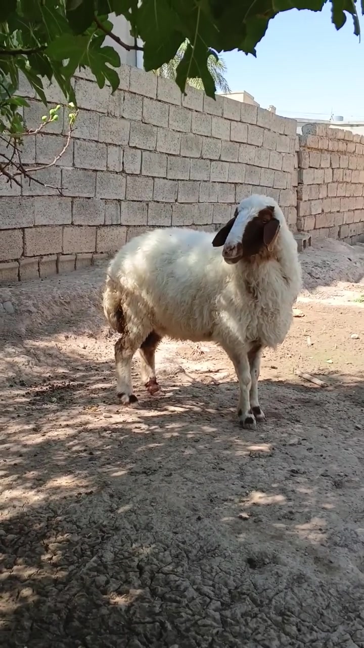 السلام عليكم ورحمه الله
نعجه للبيع  ام ثاني شرط اعشار (فحص سونار)
القيارة قرية الحاج علي خربة شمام 
***********
‏‪***********‬‏
