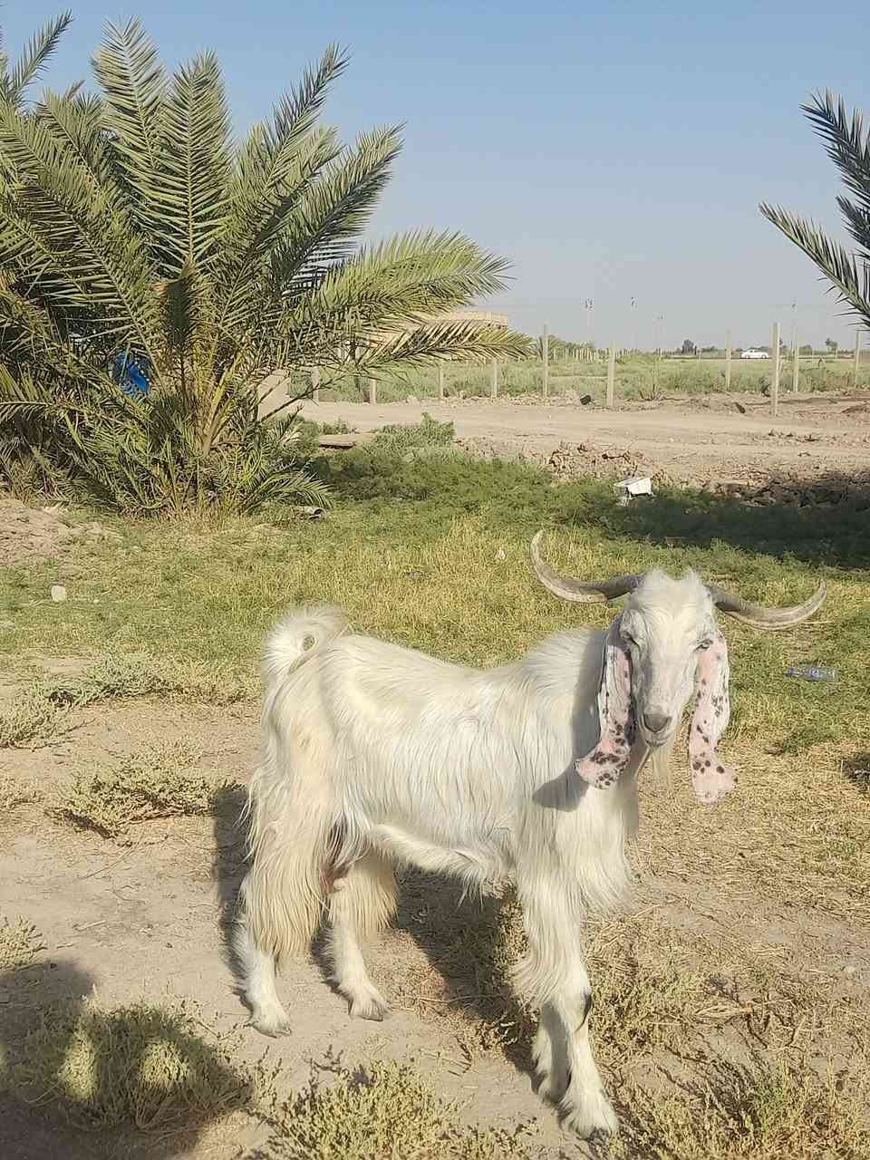 للبيع تيس عمره سنه توه مبدل سنين
يرهم كصابه ويرهم فحل شرط الفحوليه 
سعره ٢٧٠ وبي مجال ***********مكان سماوه قضاء الهلال
