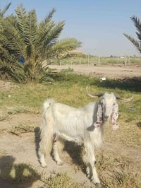 تيس • عمره سنة • سماوه قضاء الهلال