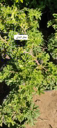 مشتل البدعة • حمضيات • ورود سلطاني