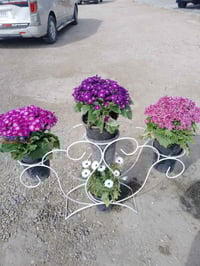 مشتل الجزيرة • ورد وأشجار • سده البوعلي جاسم