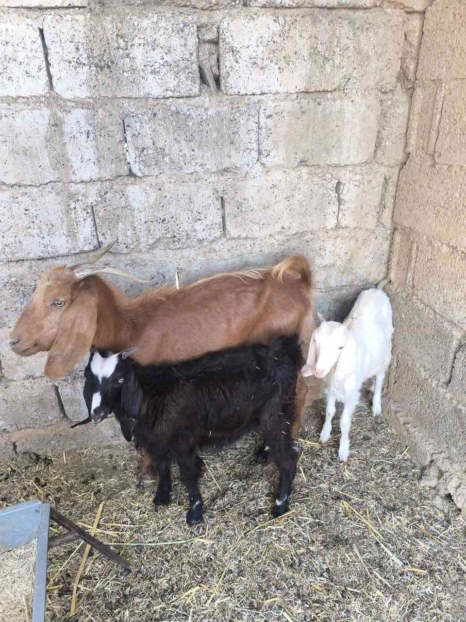 السلام عليكم معز للبيع الحمرة الجرنة جذعة ثاني بطن وراهة توم جدي وصخلة السودة والجمة جذاع لجب توهن مبدلات سنين سنين 
للبيع ويرهم مراوس بحلال 
حلال رقم واحد 
***********
