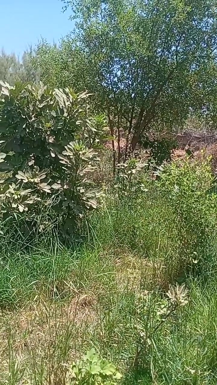 لعشاق الهدوء  جنه علارض واصوليه ومناسبه مزرعه للبيع  المساحه 800 من ظمنه  بيت حديث  السقف صب كونكريت مسلح بي 6دنك صار 7 اشهر من بنيته  متكون من غرفتين وصاله وستقبال ومطبخ وحمام داخلي وحمام خارجي ماء اساله وماء  سقي وبيه فواكه تين  ونخل شكر وزهدي وخستاوي ومزروعه وخيار والثيله ١٠٠ متر  سند ٢٥ تحويل اسهم بلطابو شرط ثاني يوم  المكان بابل القاسم الهاشميه الجربوعيه تبعد عن طريق الزائرين العلجربوعيه 200متر تفاصيل اكثر *********** السعر  علخاص لو تتصل ..علما اني  صاحب العقار ..
