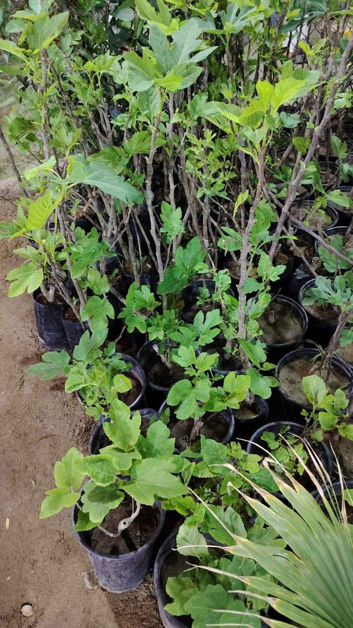 لدينا في مشتل ناطق العلواني جميع اصناف التين ولدينا  تين ديانا الأمريكي من الأصناف الممتازة والمناسبة جداً للمناخ الحار، حيث يتميز بقدرته العالية على تحمل درجات الحرارة المرتفعة والرطوبة. يتميز هذا الصنف بسرعة النمو، التلقيح الذاتي، وغزارة الإنتاج، ويبدأ بالإثمار من العام الأول.العنوان بصرة قضاء المدينه منطقة العلوان قرب جسر الكرامة على طريق السدة


**إذا كنت صاحب هذا الإعلان وتريد حذفه لأي سبب، رجاءا أرسل رسالة إلى الدعم الفني**